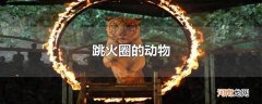 跳火圈的动物