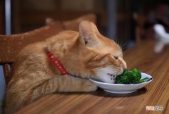 小猫除了吃猫粮还能吃什么 没有猫粮的情况下喂猫吃什么