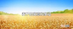 麦子的寓意和象征