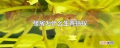 楼房为什么生黄蚂蚁