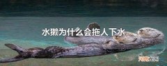 水獭为什么会拖人下水