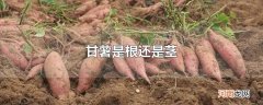 甘薯是根还是茎