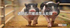 遇到五爪猪该怎么处理