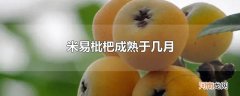 米易枇杷成熟于几月