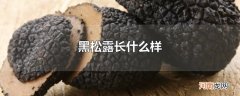 黑松露长什么样