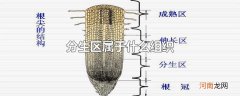 分生区属于什么组织