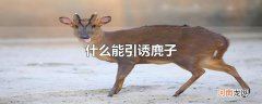 什么能引诱麂子