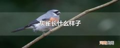 灰雀长什么样子