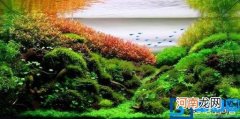 观赏鱼爱好者该如何学习相关知识？