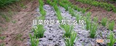 韭菜放草木灰怎么放