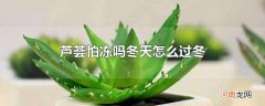 芦荟怕冻吗冬天怎么过冬