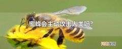 蜜蜂会主动攻击人类吗?