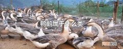 鸭鹅属于什么类