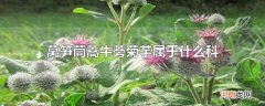莴笋茼蒿牛蒡菊芋属于什么科