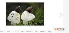 鲜竹荪怎么处理
