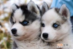 训练二哈听话的技巧有这些 哈士奇怎么训练听话