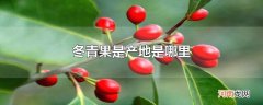 冬青果是产地是哪里