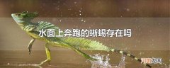 水面上奔跑的蜥蜴存在吗