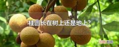 桂圆长在树上还是地上?