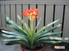 家门口种什么花风水好