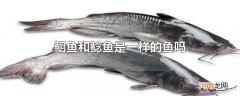 鮰鱼和鲶鱼是一样的鱼吗