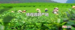 铁观音的产地