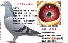 白鸽怎么画 好的鸽子怎么养可以多发挥几代？