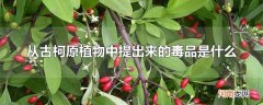 从古柯原植物中提出来的毒品是什么