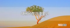 胡杨长在沙漠里吗