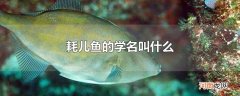 耗儿鱼的学名叫什么