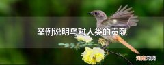 举例说明鸟对人类的贡献