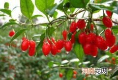 枸杞树怎么种植&amp;#26041;&amp;#27861;