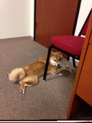 头晕目眩读音 头晕目眩是什么原因引起的？