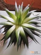 刘叶成 多叶芦荟长的发白了，是怎么回事？