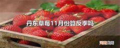 丹东草莓11月份算反季吗
