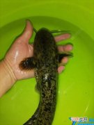 鲶鱼刺多吗 鲶鱼有刺吗是一根主刺吗