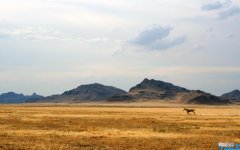 关于植树节的文字内容