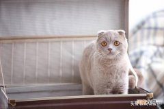 活体宠物怎么快递 邮寄宠物