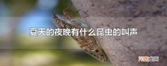 夏天的夜晚有什么昆虫的叫声