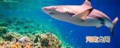 鲨鱼怕海豚吗 海豚害怕鲨鱼吗