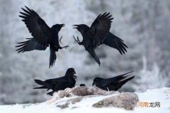 乌鸦兄弟告诉我们什么道理