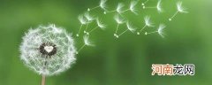 蒲公英的毛球叫什么 蒲公英的白色的毛叫什么