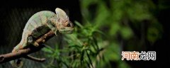 为什么变色龙会变色 变色龙的特点和本领是什么