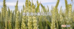 冬至浇小麦可以吗