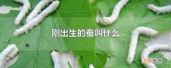 刚出生的蚕叫什么