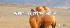 野骆驼种群仅存在中国哪里