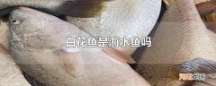 白花鱼是海水鱼吗