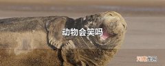 动物会笑吗