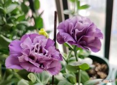 洋桔梗深水还是浅水养 洋桔梗的养殖方法和注意事项