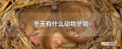 冬天有什么动物冬眠